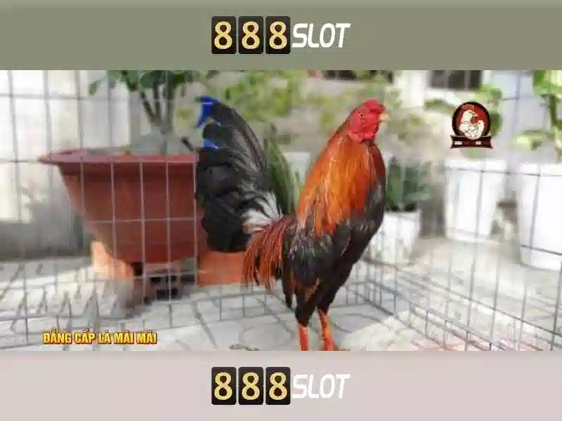 💎lịch thi đấu euro kèo nhà cái💎