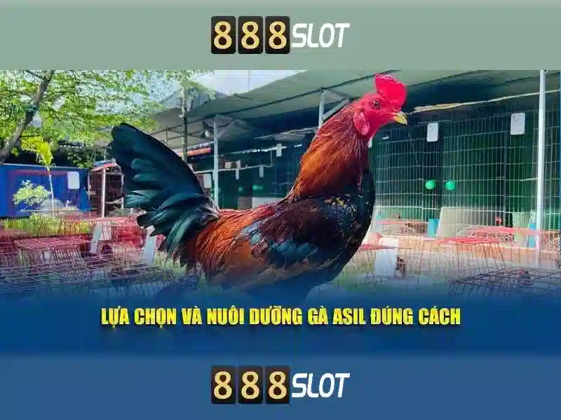 💎cá cược tỷ số💎