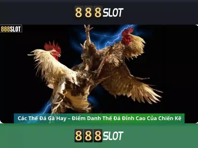 💎đọc tỷ lệ cá cược💎